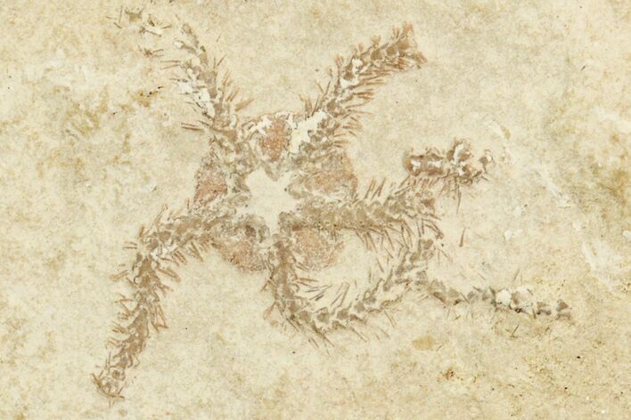 Jurassic Brittle Star Fossil - Solnhofen #244326